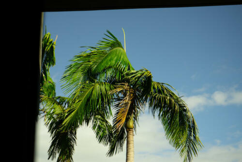 TropicalTree